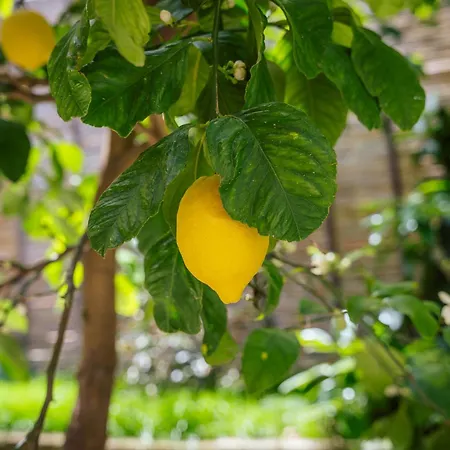Maison Sersale Sorrente