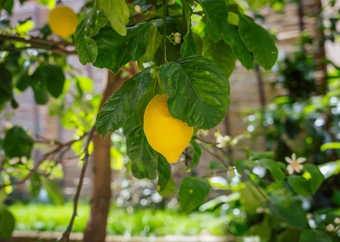 Maison Sersale ソレント